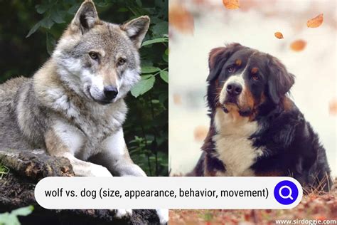 Wolf vs. Dog – (Size, Appearance, Behavior, Movement) - SirDoggie.com