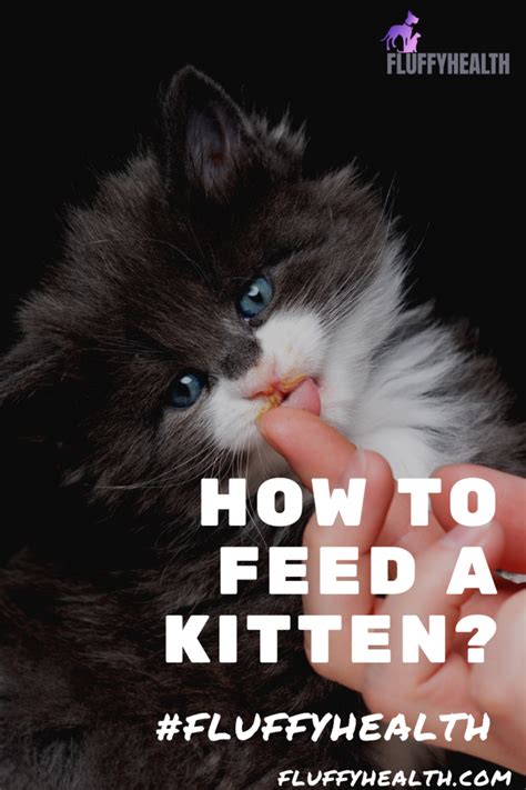 How To Feed A Kitten? The Best 2 Tips To Make Feeding Your Kitten Easier | The Cat Tribe