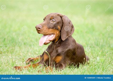 Doberman Puppy Portrait Isolated On Dark Background Stock Photo ...