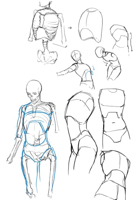 Anatomy torso body Male Figure Drawing, Figure Drawing Reference, Art Reference Photos, Anatomy ...