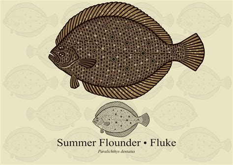 Summer Flounder Facts & Information Guide - American Oceans