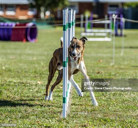 23 Agility Weave Poles Stock Photos, High-Res Pictures, and Images - Getty Images