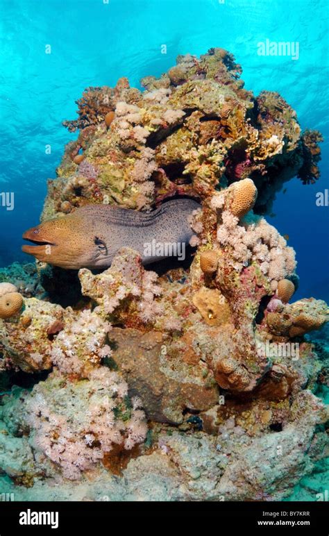 Mediterranean moray (Muraena helena) Red sea, Egypt Stock Photo - Alamy