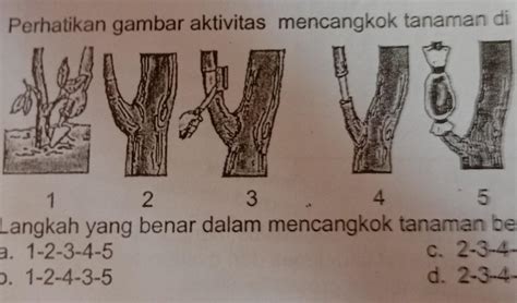 15. Perhatikan gambar aktivitas mencangkok tanaman di bawah!Langkah yang benar dalam mencangkok ...