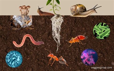 A Gardener's Introduction to Soil Biodiversity - Veggies Grow