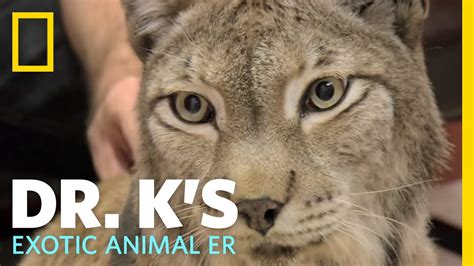 Dr. K's Exotic Animal ER - Trailer | Dr. K's Exotic Animal ER - YouTube