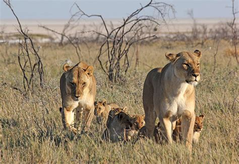 Lions-cubs - Africa Geographic