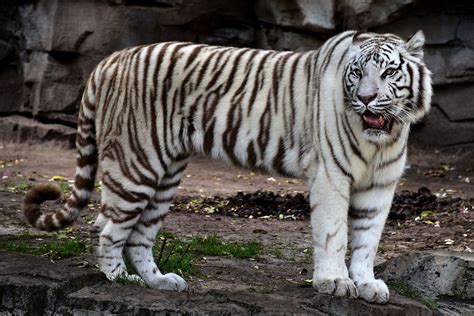 White Bengal Tiger Roaring at Busch Gardens in Tampa, Florida ...