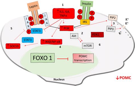 (1) Proinflammatory cytokines and cell signaling: the intake of... | Download Scientific Diagram