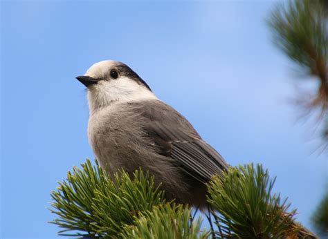 The Gray Jay becomes the Canada Jay – Ornithology