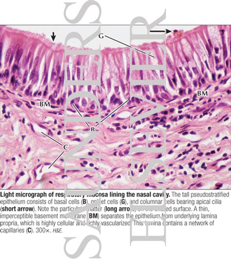 Light Micrograph of Respiratory Mucosa Lining the Nasal Cavity