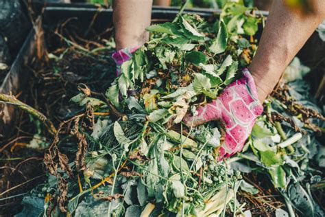 Green Leaf Manure: And Its Benefits - Al Ardh Alkhadra