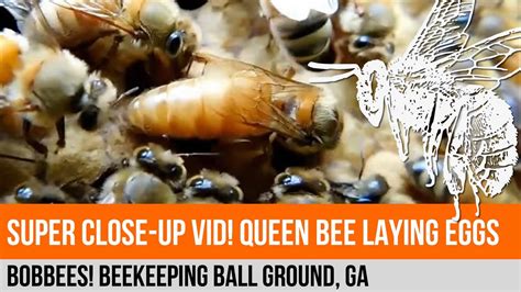 Beekeeping: Queen Bee Laying Eggs (Macro / Close Up) - YouTube