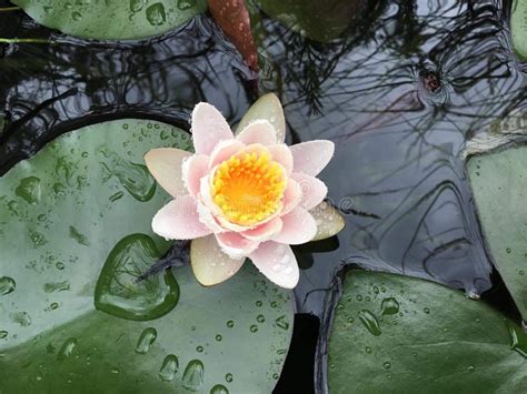 Water Lily Pad with Flowers on Pond Stock Image - Image of lily, spring ...