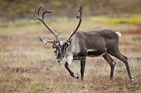 Beautiful bull elk with huge antlers at wild nature — colorful, fauna ...