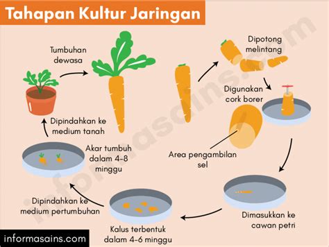 Multiplikasi Kultur Jaringan Adalah - Homecare24