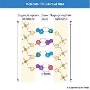 Adenine: Definition, Structure, & Functions I ResearchTweet