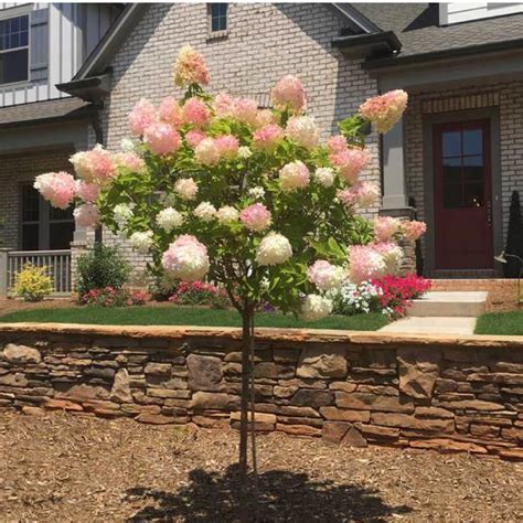 Vanilla Strawberry Hydrangea Tree for Sale at The Grass Pad