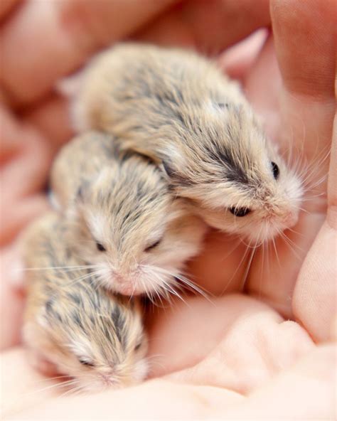 25+ bästa Robo dwarf hamsters idéerna på Pinterest | Hamstrar