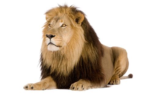 Lion PNG