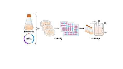 Cell line development