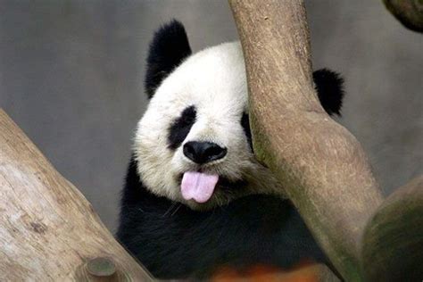 funny face! | Baby panda bears, Panda bear, Cute baby animals