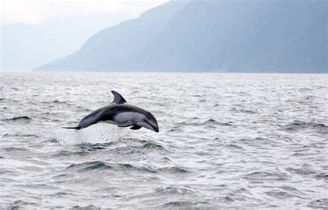 Pacific White-sided Dolphin - Oceana Canada