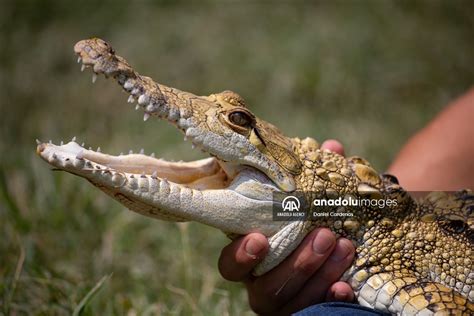 Mexican conservationist creates 'House of Crocodiles' to safeguard endangered reptiles - Anadolu ...