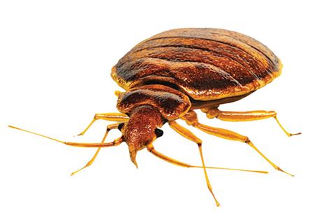 Bed Bugs: Perfect Parasite for the Perfect Host | Pest Management Professional Pest Management ...