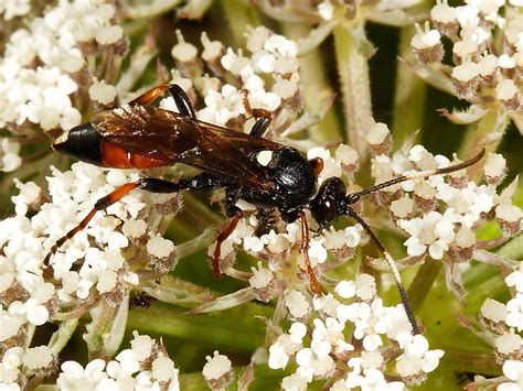 British parasitic wasps: Ichneumon wasps | Wildlife Insight