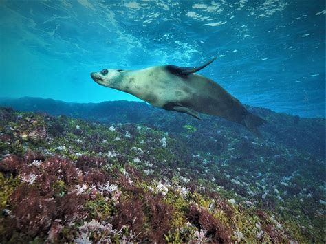 Narooma (Montague Island) - SydneyDives