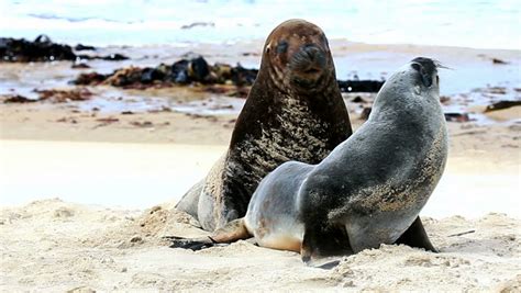 New Zealand Sea Lions Mating Dance On The Shore Stock Footage Video 2268416 - Shutterstock