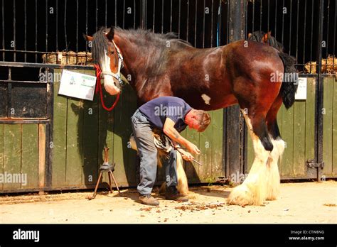 farrier working on shire horse Stock Photo - Alamy