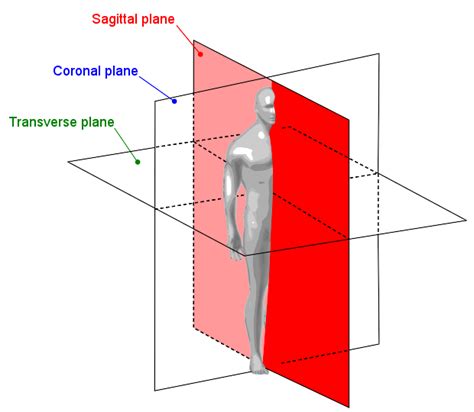 1.4D: Body Planes and Sections - Medicine LibreTexts