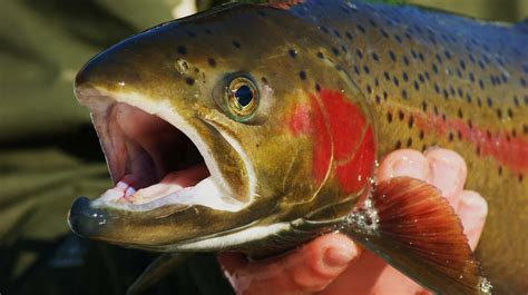 Trout Fishing: How-To Techniques and Tips to Catch More Fish - Best ...