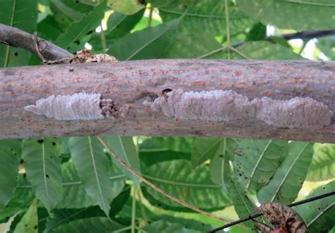 Spotted-Lanternfly-03-egg-masses - A Frog House