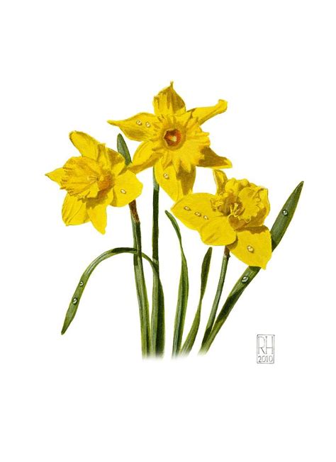 Daffodils Painting by Richard Harpum - Fine Art America