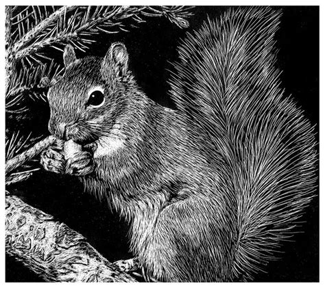 Squirrel (Scratchboard) by Kittykicker on deviantART | Scratchboard art, Woodcut art, Scratchboard