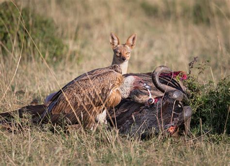 30 Stunning Winning Photos Of The 2021 World Nature Photography Awards