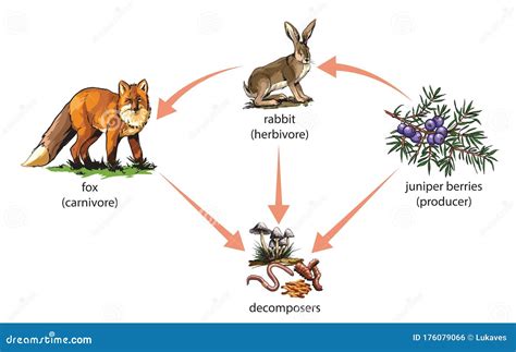 Food Chain-juniper-rabbit-fox Stock Vector - Illustration of community, life: 176079066