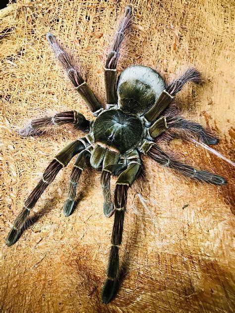 Theraphosa blondi 9-10cm – Tarantula Room