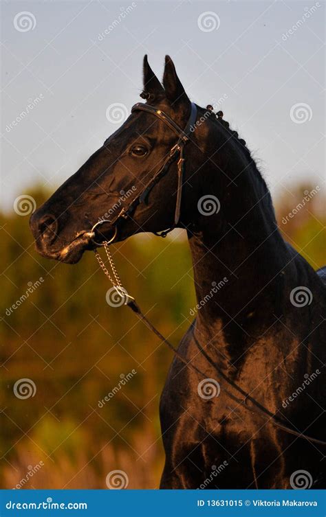 Black horse in sunset stock image. Image of snout, forelock - 13631015