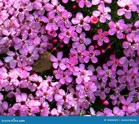 Moss Campion, Iceland stock image. Image of europe, green - 144504523