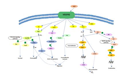 VEGF Signaling Pathway- CUSABIO