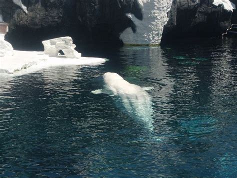 Albino Whale | Whale, Albino, Photo