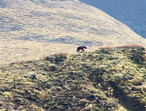 Denali Wildlife | Trails Unblazed