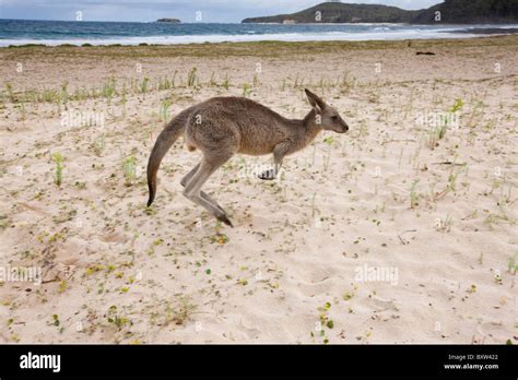 Wildlife murramarang national park hi-res stock photography and images - Alamy