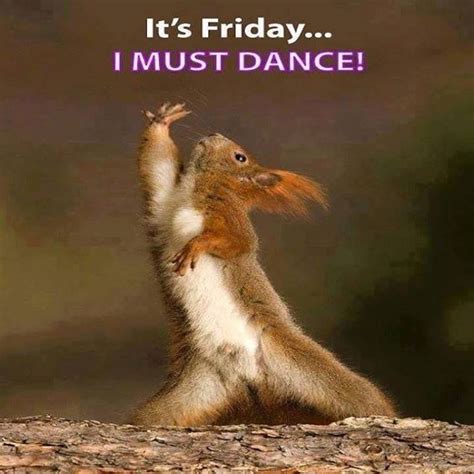 It's Friday I Must Dance | Cute squirrel, Funny squirrels, Cute animals