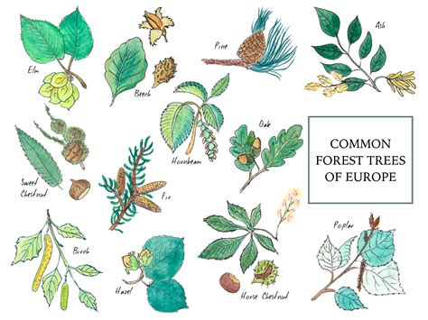 A Mini Guide to help you identify Trees of European Forests - free to ...