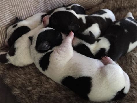 Jack Russell puppies | in Nuthall, Nottinghamshire | Gumtree